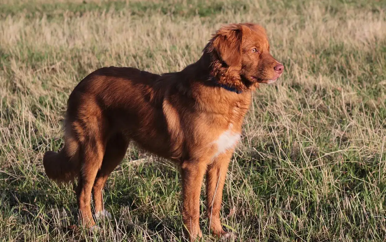En st&aring;tlig tollare hund st&aring;r i ett solbelyst gr&auml;slandskap, redo f&ouml;r &auml;ventyr.