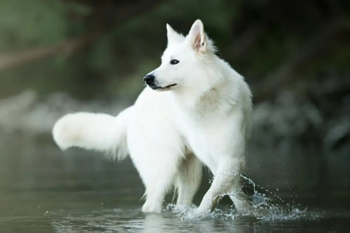 Unos perros blancos y majestuosos caminan por el agua, salpicando con cada paso.