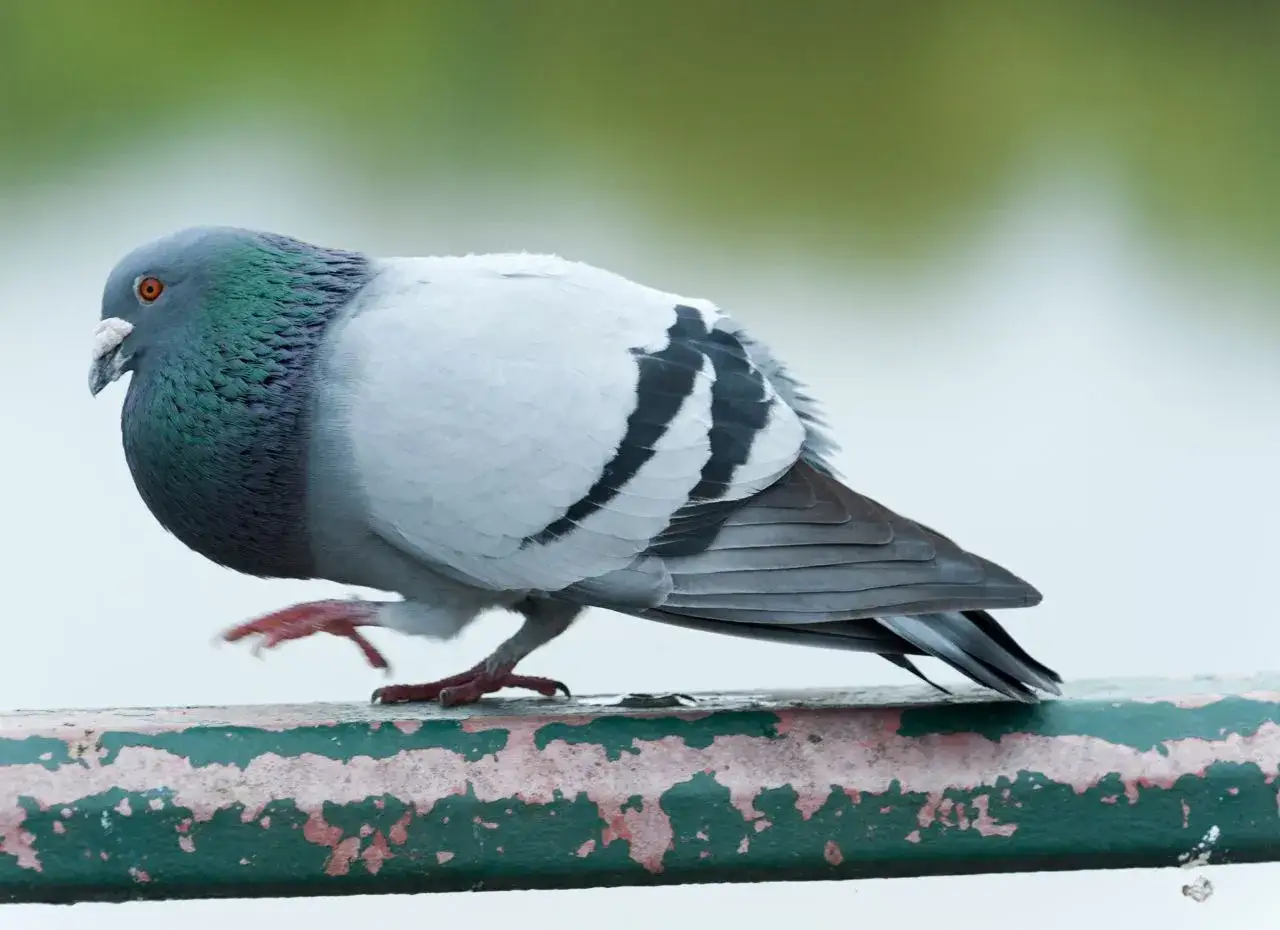 Gołąb z zieloną szyją i białymi skrzydłami, szukający czegoś do jedzenia na zardzewiałej, zielonej rurze.