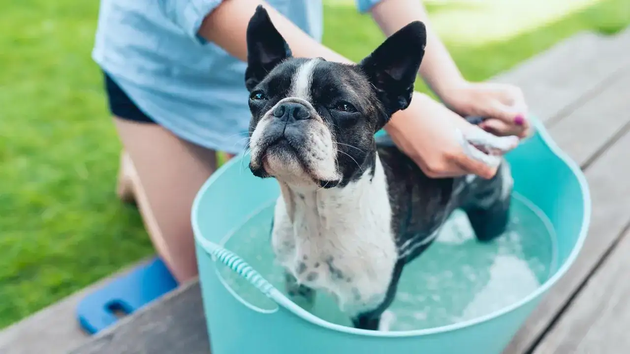 Un perro Boston Terrier recibe un baño con jabón en un cubo azul, como parte de remedios caseros para pulgas en perros.