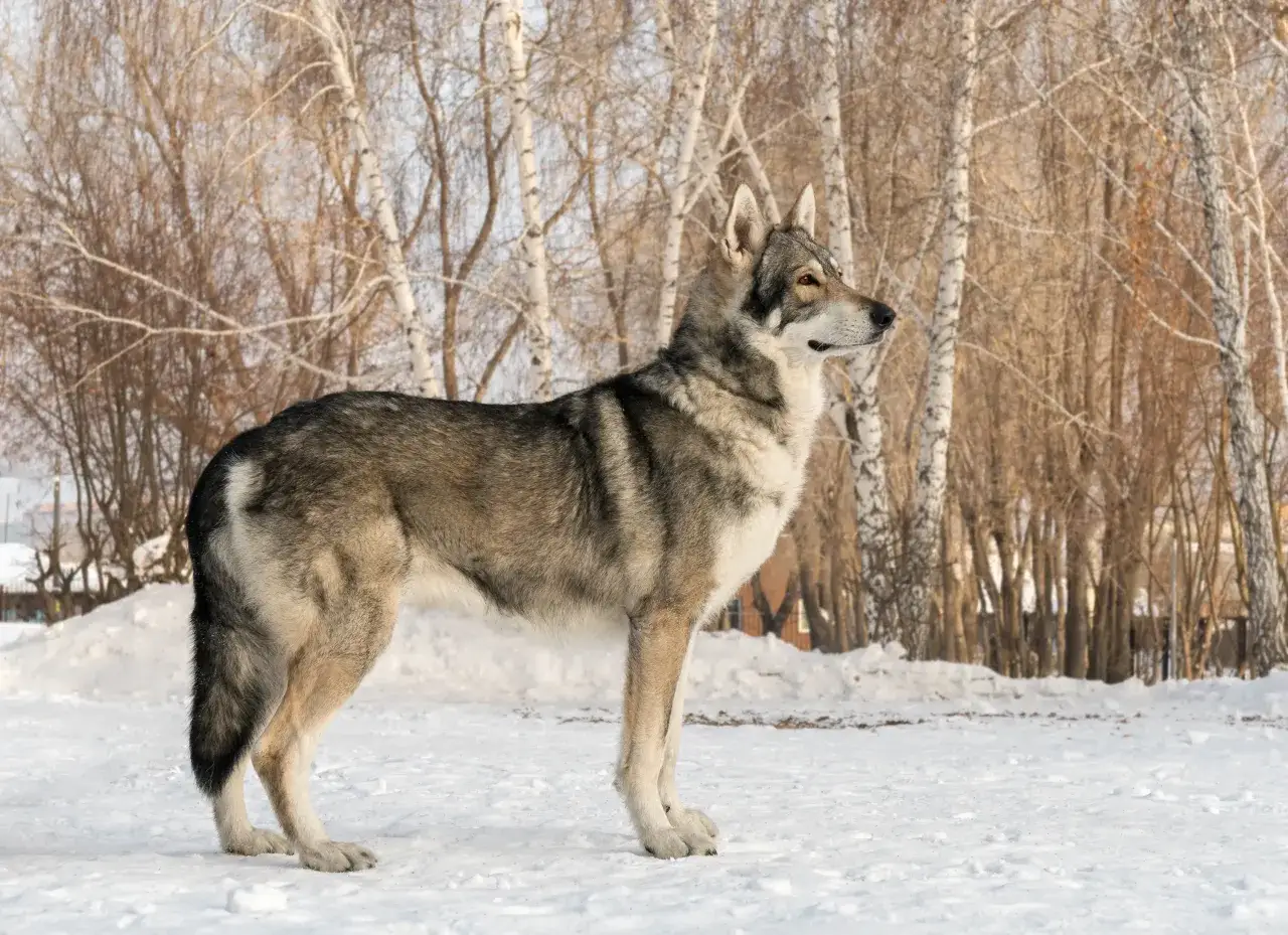 Un magnifique chien croisé loup, au pelage gris et blanc, se tient fièrement dans la neige, entouré d'arbres aux branches nues.