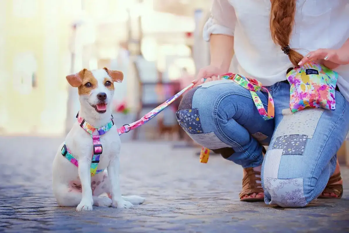 Uśmiechnięty jack russell terrier w kolorowych szelkach i smyczy, gotowy na spacer.