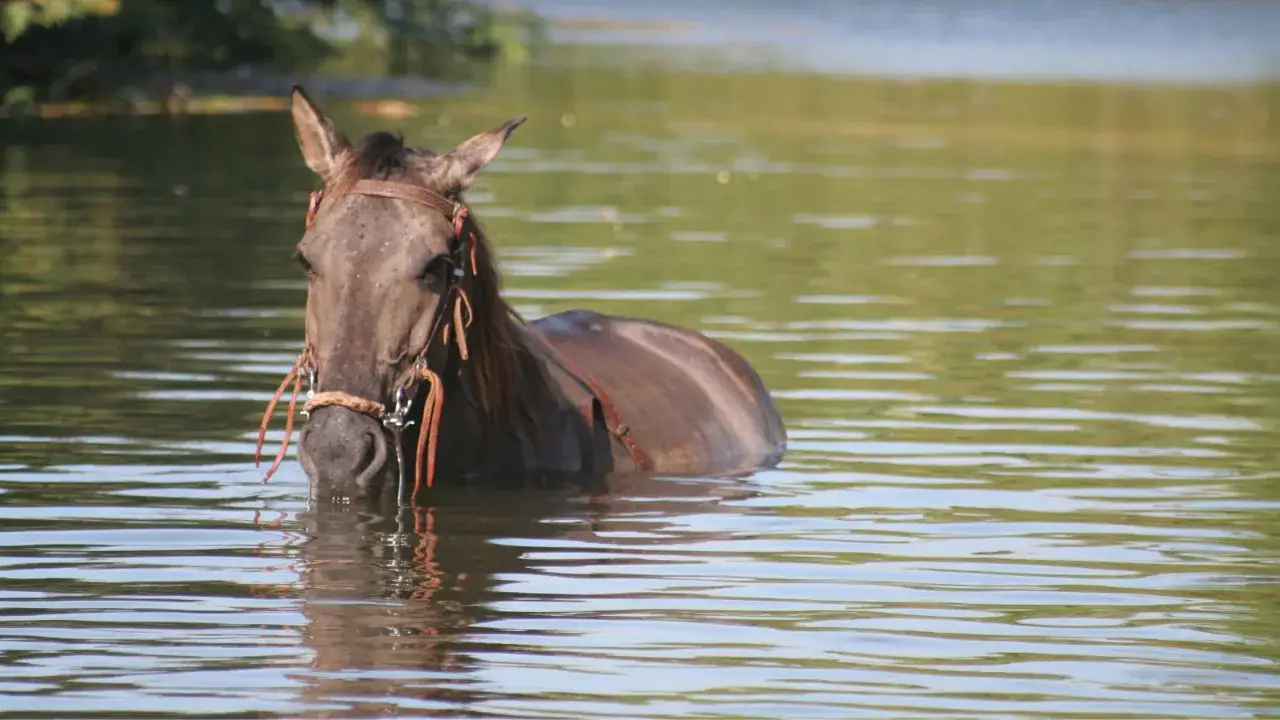 Cheval brun dans l'eau, cherchant à se rafraîchir pour éviter un coup de chaleur.