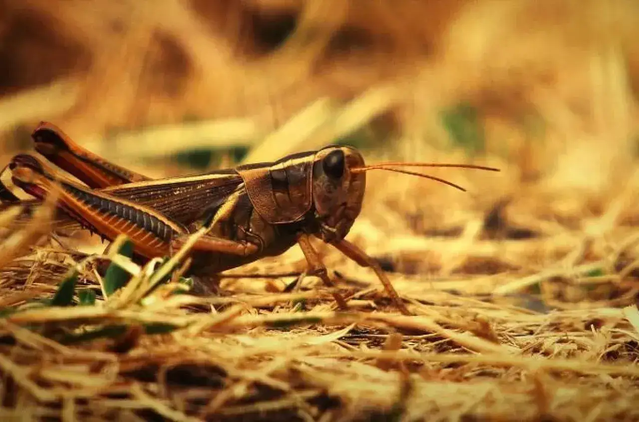 Zbliżenie na konika polnego, kt&oacute;ry może zwiastować plaga szarańczy. Owad w brązowych barwach na tle suchej trawy.