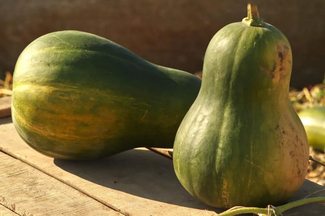 Deux courges vertes, dont une sucrine de Berry, reposent sur des planches de bois sous un soleil doux.