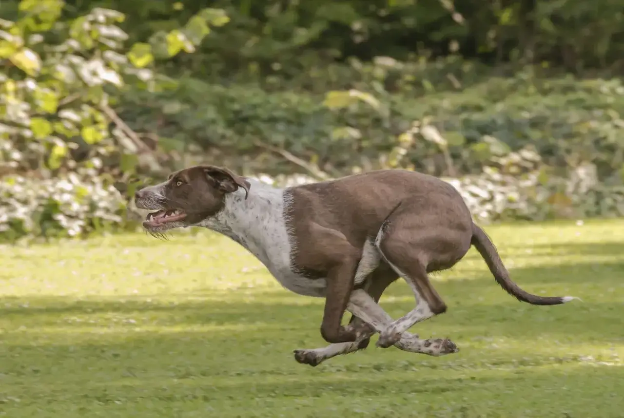 Ein braun-wei&szlig;er Hund jagt mit voller Geschwindigkeit &uuml;ber eine gr&uuml;ne Wiese. Seine Zunge h&auml;ngt heraus, die Augen sind aufmerksam.