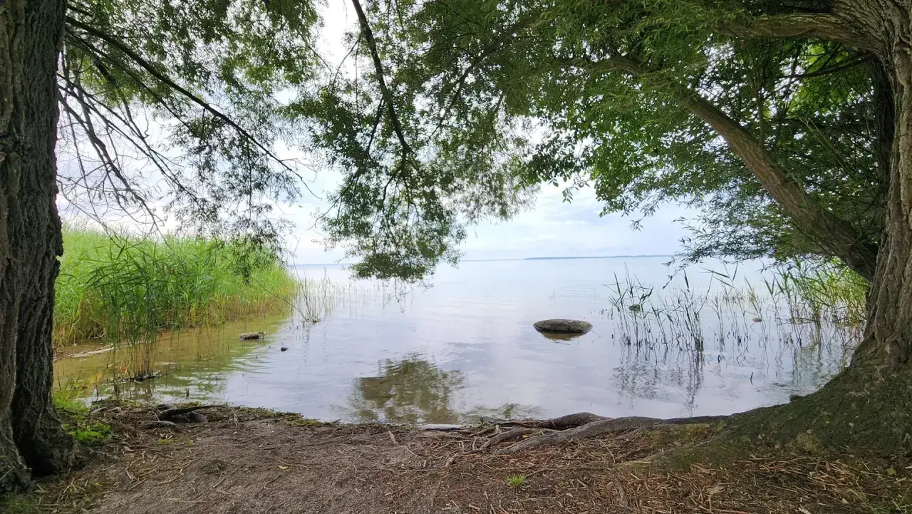 Bäume rahmen einen ruhigen See ein. Schilf säumt den klink strand, wo sich Wurzeln und Erde zeigen.