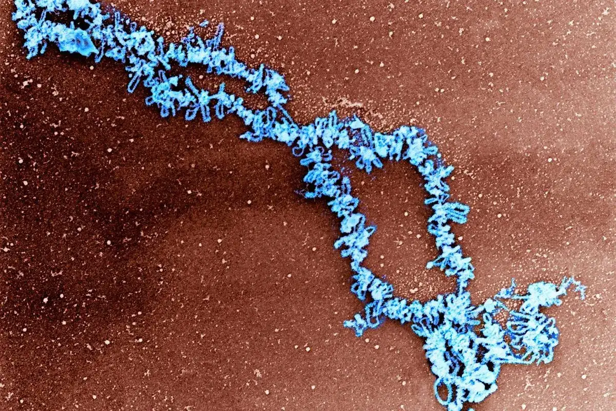 Niebieska, splątana struktura DNA, która zawiera informację o tym, ile chromosomów ma człowiek.