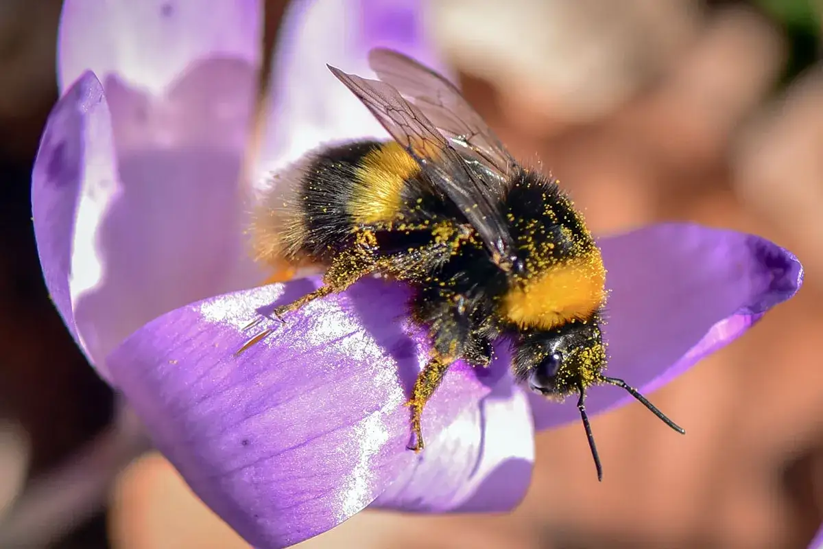 Gros plan d'un bourdon velu, couvert de pollen, butinant une fleur de crocus violet. Un bourdon vs abeille, la nature en action.
