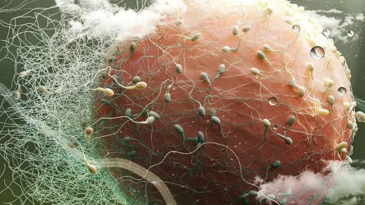 Spermatozoa otaczają komórkę jajową. Czy można zajść w ciążę bez stosunku? To pytanie, na które obraz daje wizualną odpowiedź, pokazując proces zapłodnienia.