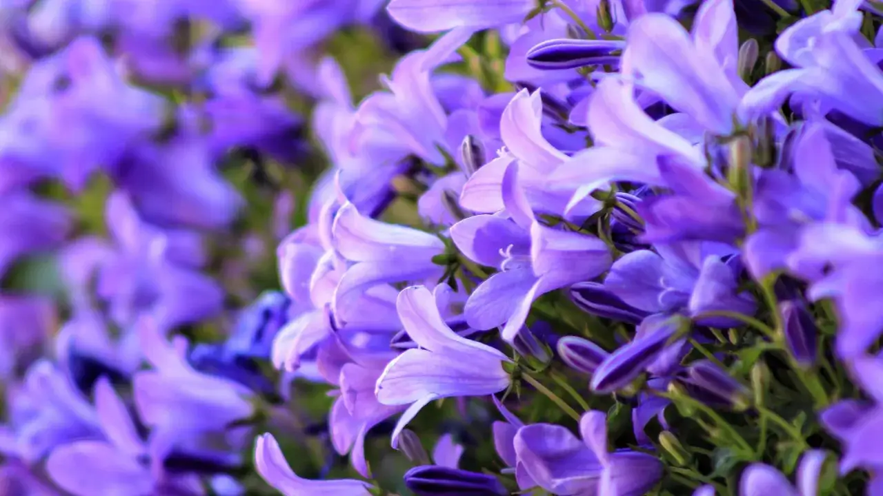 Fioletowe dzwonki, czyli campanula w doniczce, tworzą bujną kaskadę kwiatów.
