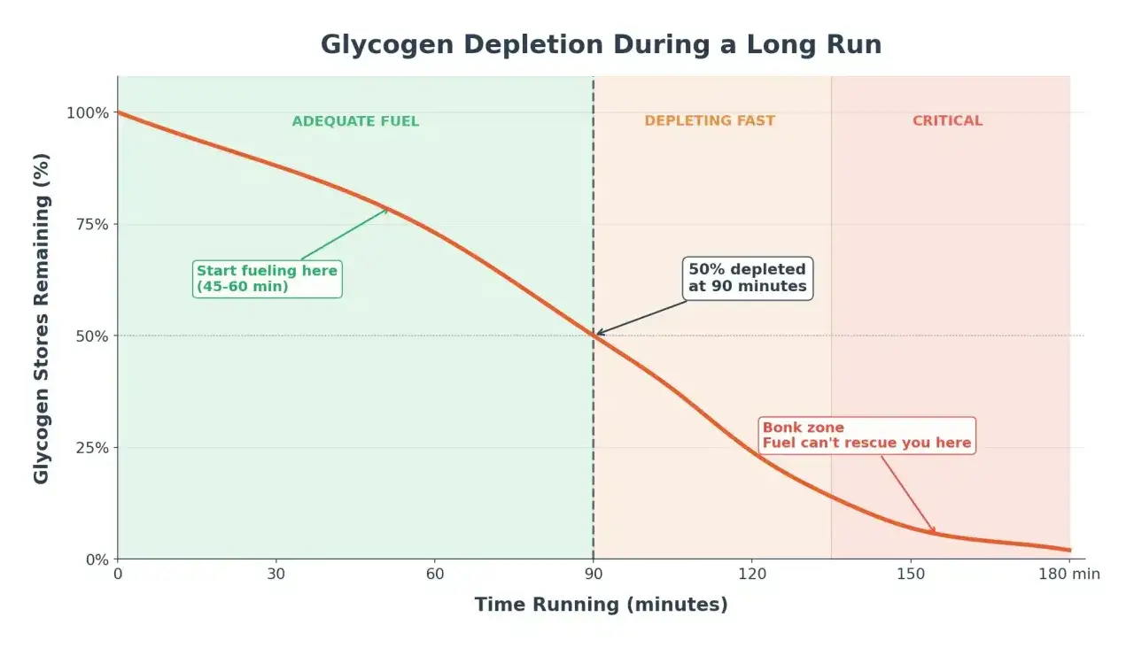 Grafik zeigt, wie sich die Glykogenspeicher beim Laufen leeren. Nach 90 Minuten sind 50% aufgebraucht, danach droht die 