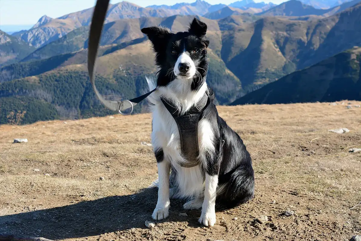 Wjazd z psem na Słowację. Border collie w górach, na tle Tatr.
