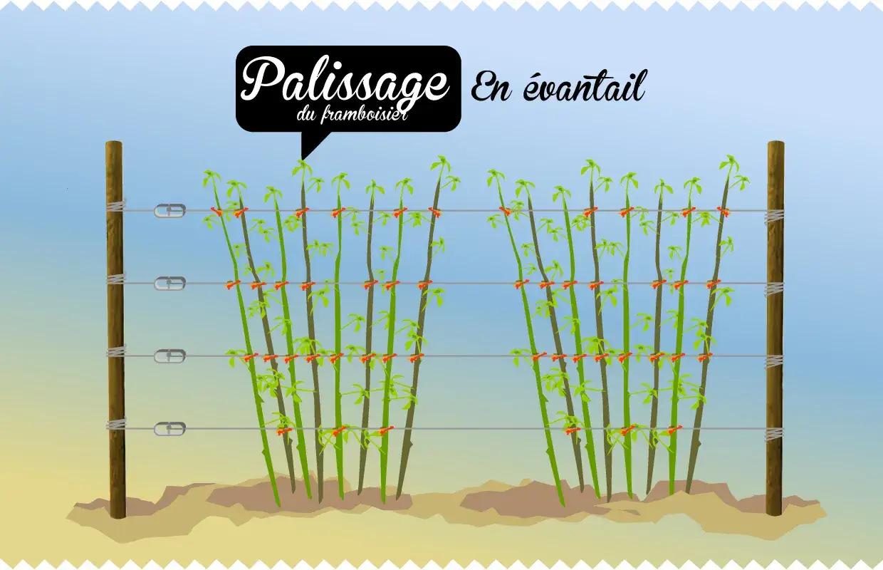 Palissage en éventail du framboisier : des cannes attachées à des fils tendus entre deux piquets pour une bonne croissance.