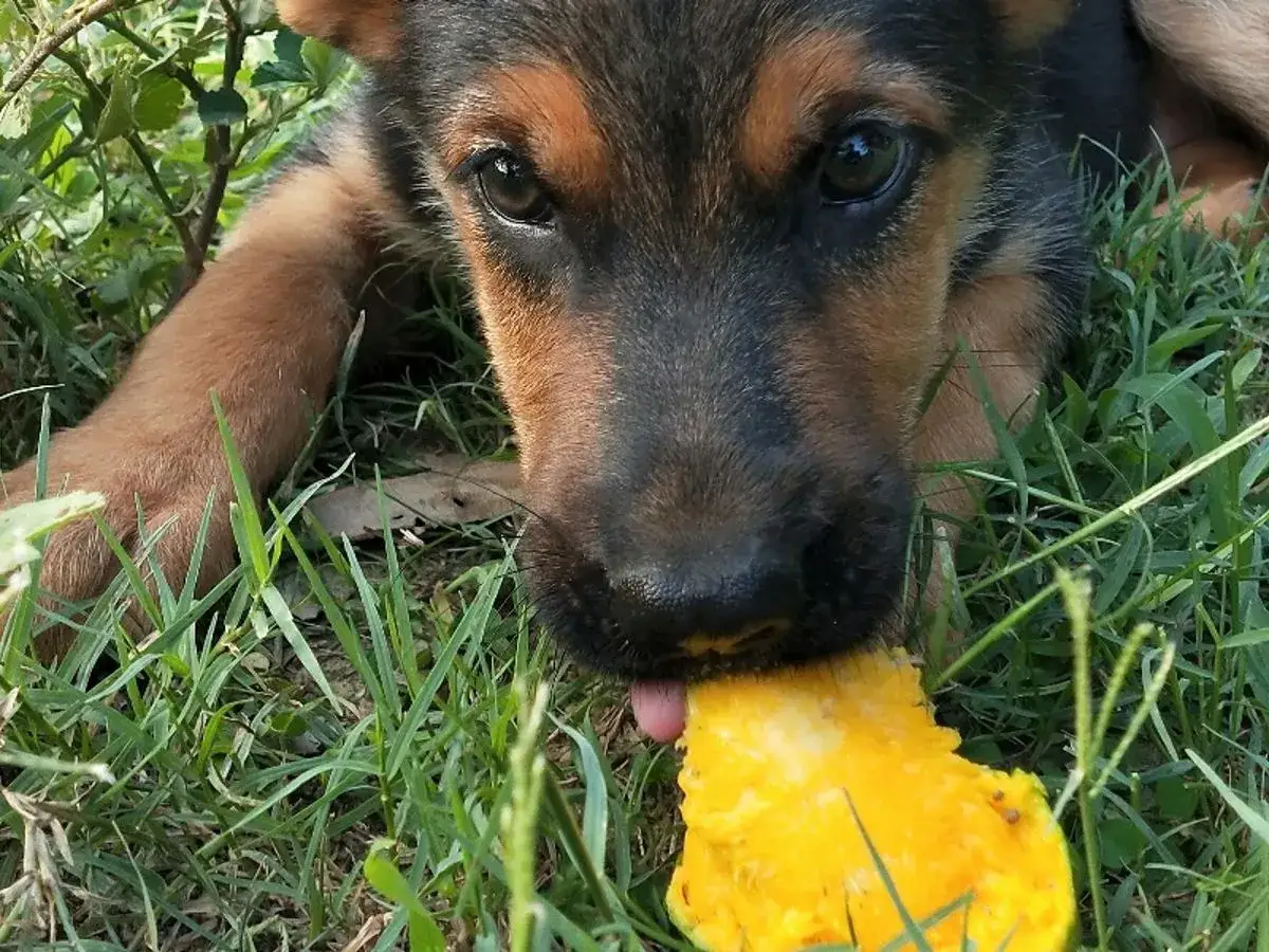 Ein s&uuml;&szlig;er Welpe genie&szlig;t ein St&uuml;ck Mango im Gras.