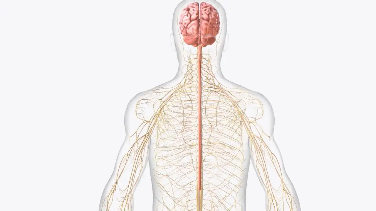 Centralny układ nerwowy człowieka, mózg i rdzeń kręgowy, z widocznymi nerwami obwodowymi. Kluczowy element do zrozumienia na maturze z biologii.
