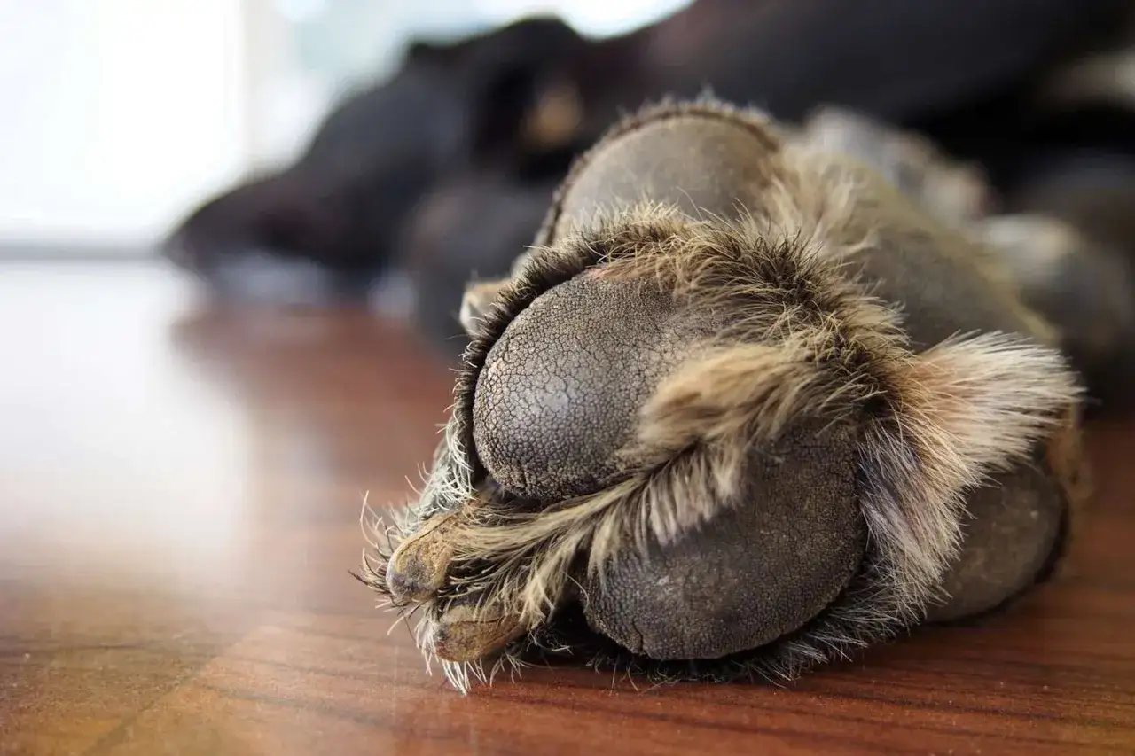 Primer plano de las almohadillas de un perro, secas y peludas, descansando sobre una superficie de madera.