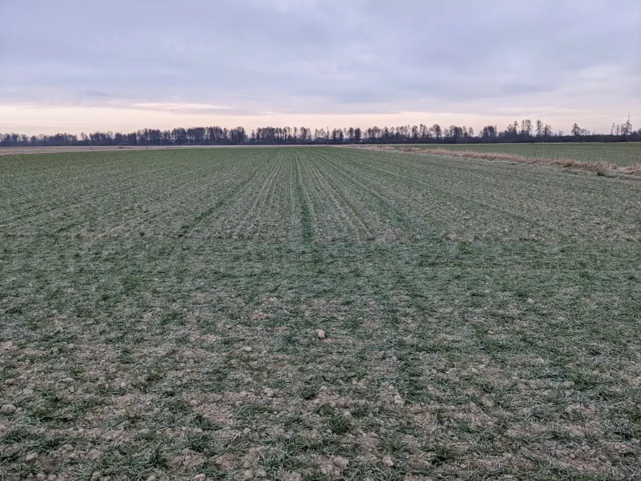Pole uprawne z młodymi zielonymi pędami, w oddali las. Wartość ziemi rolnej lubelskie zależy od wielu czynników.
