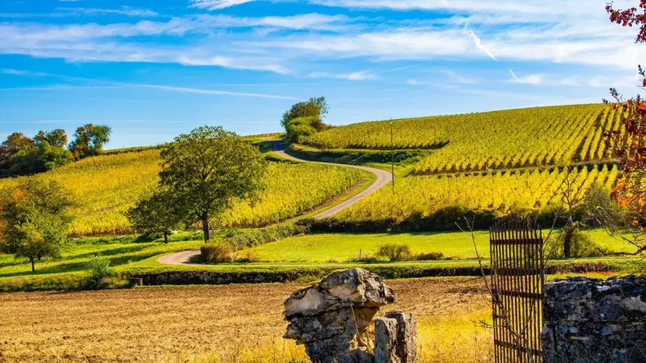 Paysage vallonné de Bourgogne sous un ciel bleu, avec des vignes aux couleurs d'automne. Les cépages de Bourgogne promettent un futur millésime.