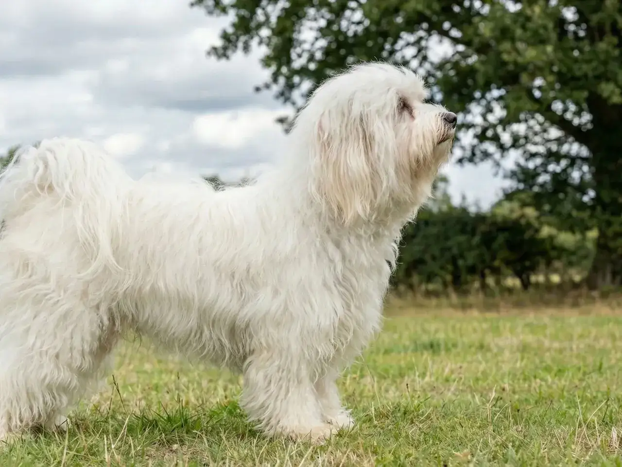 En st&aring;tlig, vuxen bichon havanais med fluffig vit p&auml;ls st&aring;r i en gr&ouml;nskande &auml;ng.