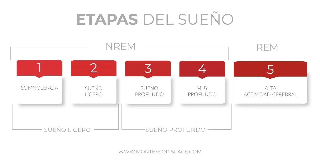 Etapas del sue&ntilde;o: somnolencia, sue&ntilde;o ligero, sue&ntilde;o profundo y REM. As&iacute; sabr&aacute;s cuando empiezan a dormir m&aacute;s los beb&eacute;s.