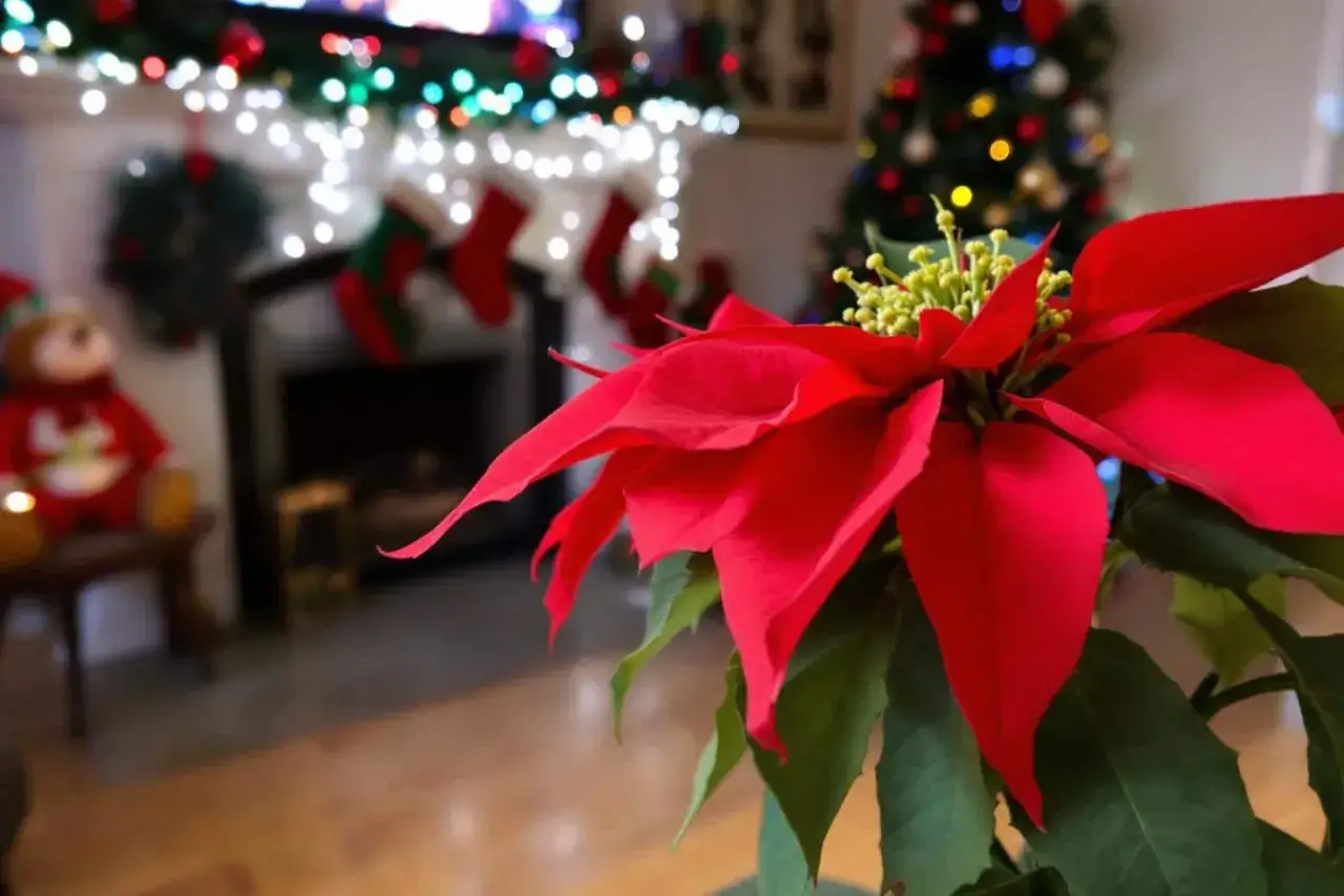 Un poinsettia couleur rouge vif illumine une scène de Noël avec une cheminée décorée et un sapin scintillant en arrière-plan.