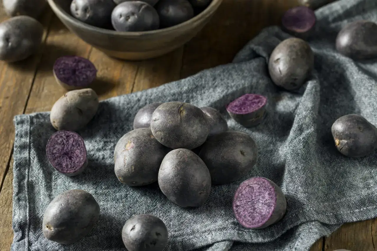 Ein Haufen blauer Schwede Kartoffeln, einige ganz, andere halbiert, liegen auf einem grauen Tuch.