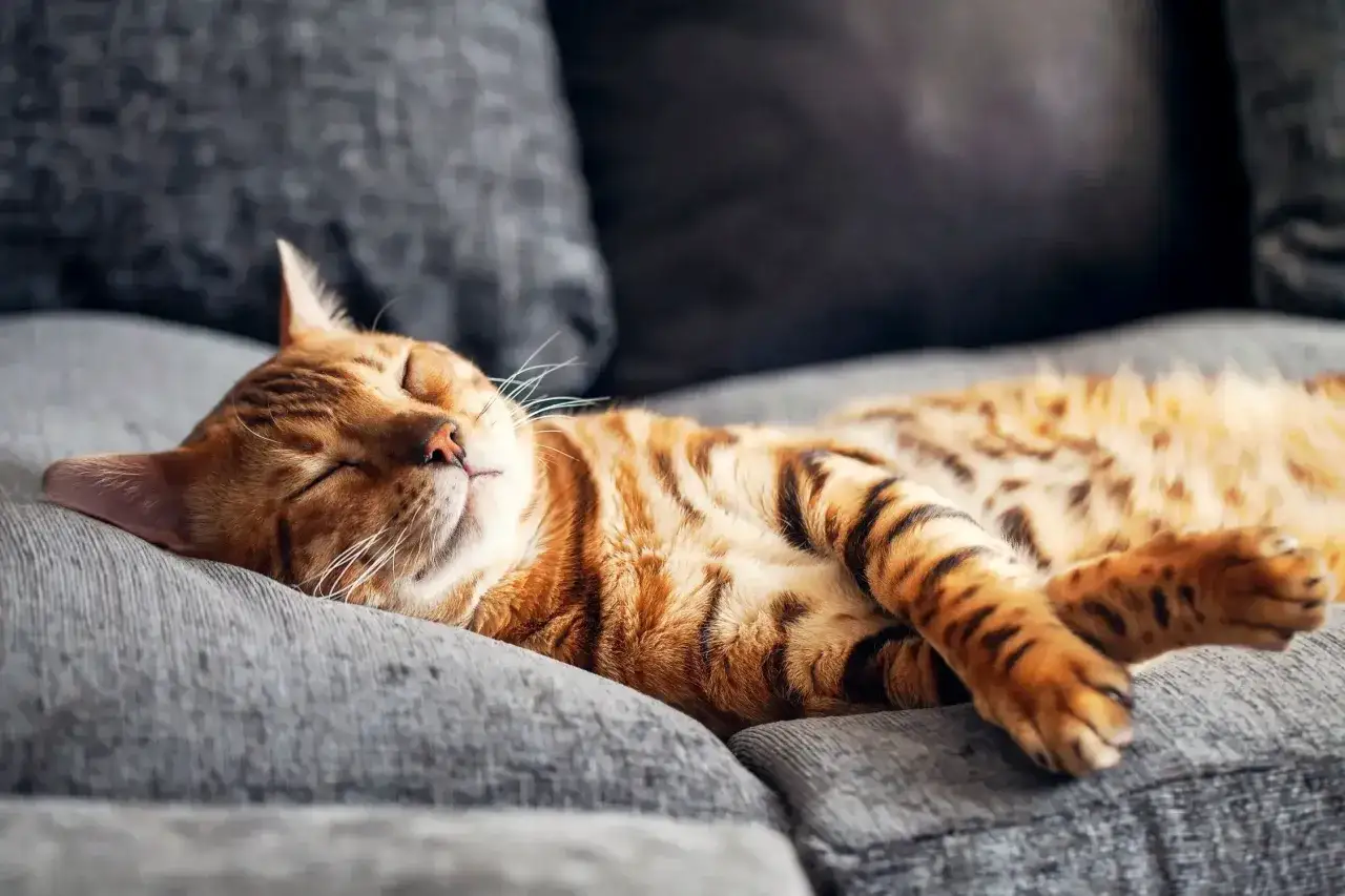 En bengalisk katt sover djupt på en grå soffa. Denna bild illustrerar hur mycket sover en katt, som ofta är 12-16 timmar per dag.