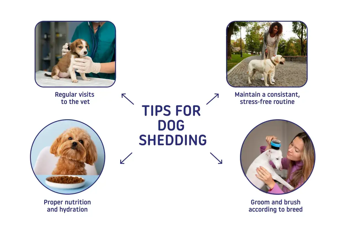 Consejos para perros que sueltan mucho pelo: visitas al veterinario, rutina, nutrición e hidratación, y cepillado según la raza.