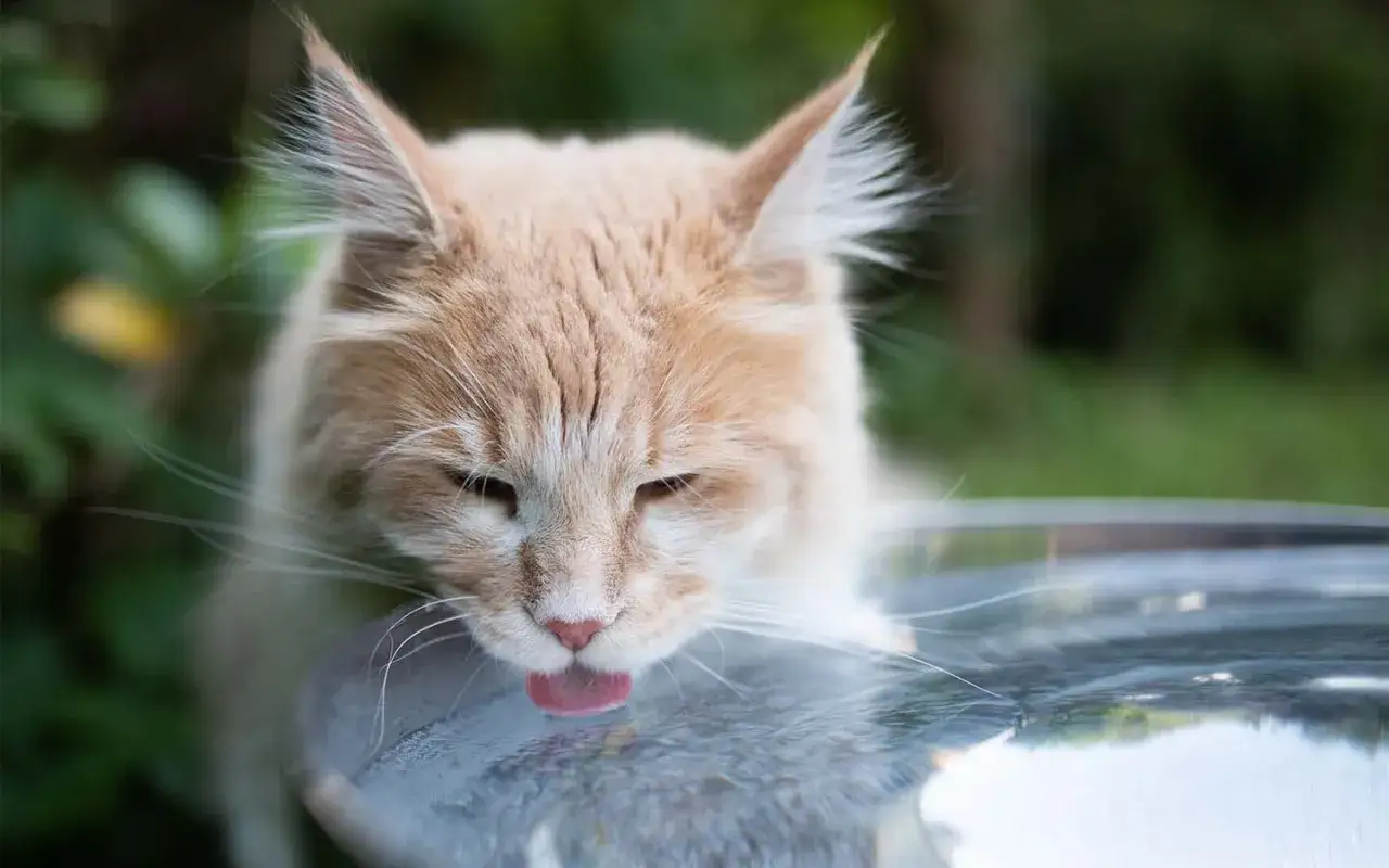 Eine orangefarbene Katze trinkt, vielleicht ein Zeichen f&uuml;r Katze Diabetes Symptome wie vermehrtes Trinken.