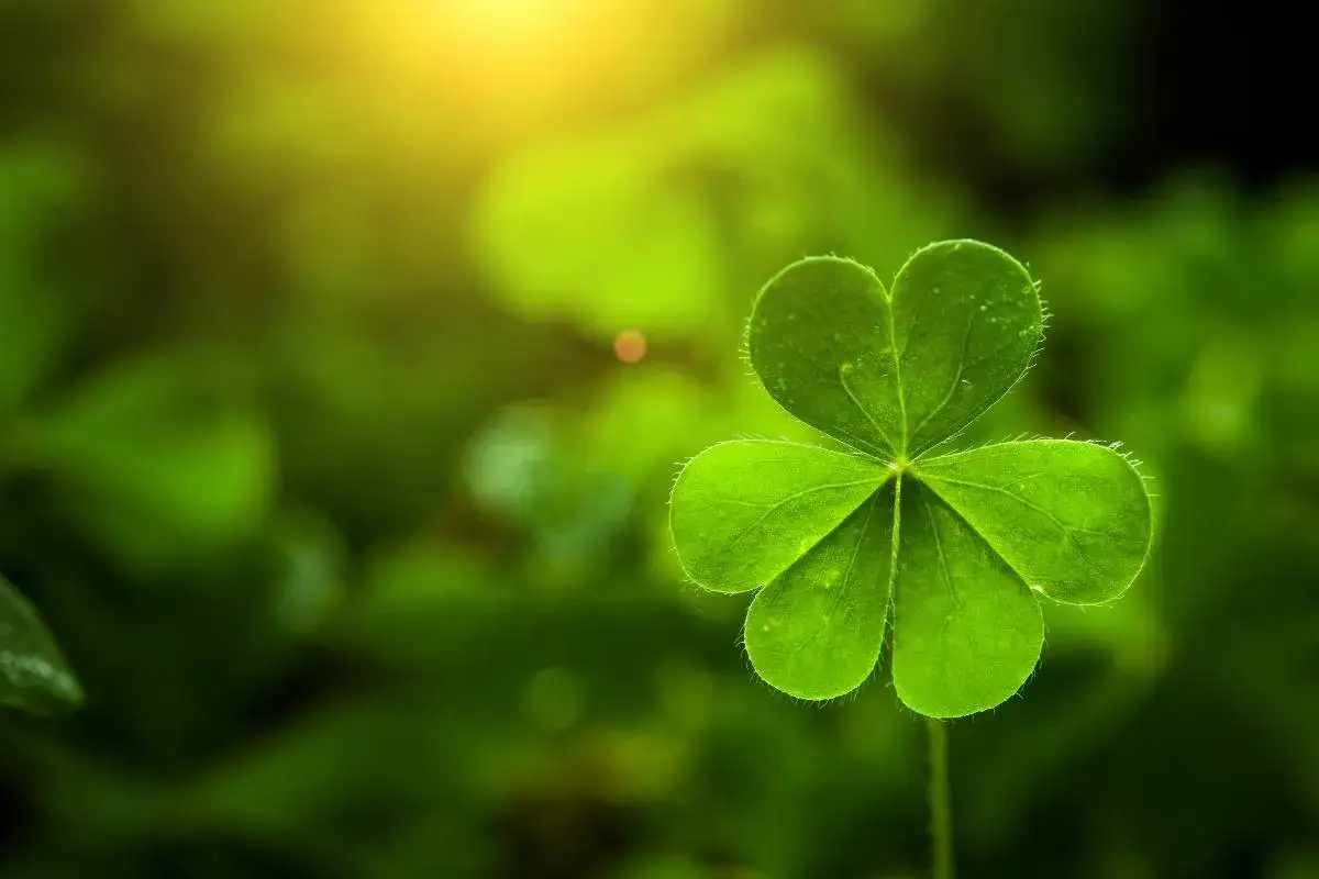 Trébol de cuatro hojas brillando bajo el sol, un símbolo de suerte para el Día de San Patricio.