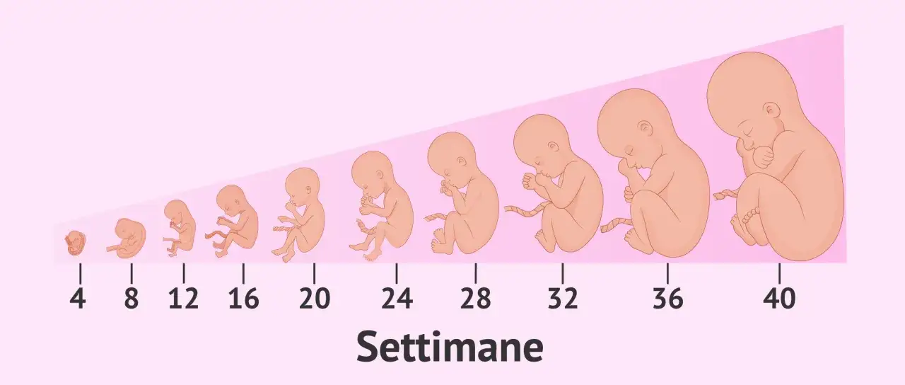 Sviluppo fetale: da 4 a 40 settimane. 24 settimane quanti mesi sono? Circa 6 mesi di crescita.
