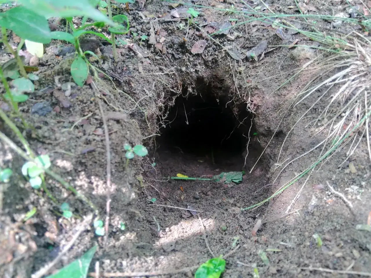 Głęboka nora w ziemi, być może szukamy tam skuteczny sposób na szczury forum. Otoczona trawami i zielenią.