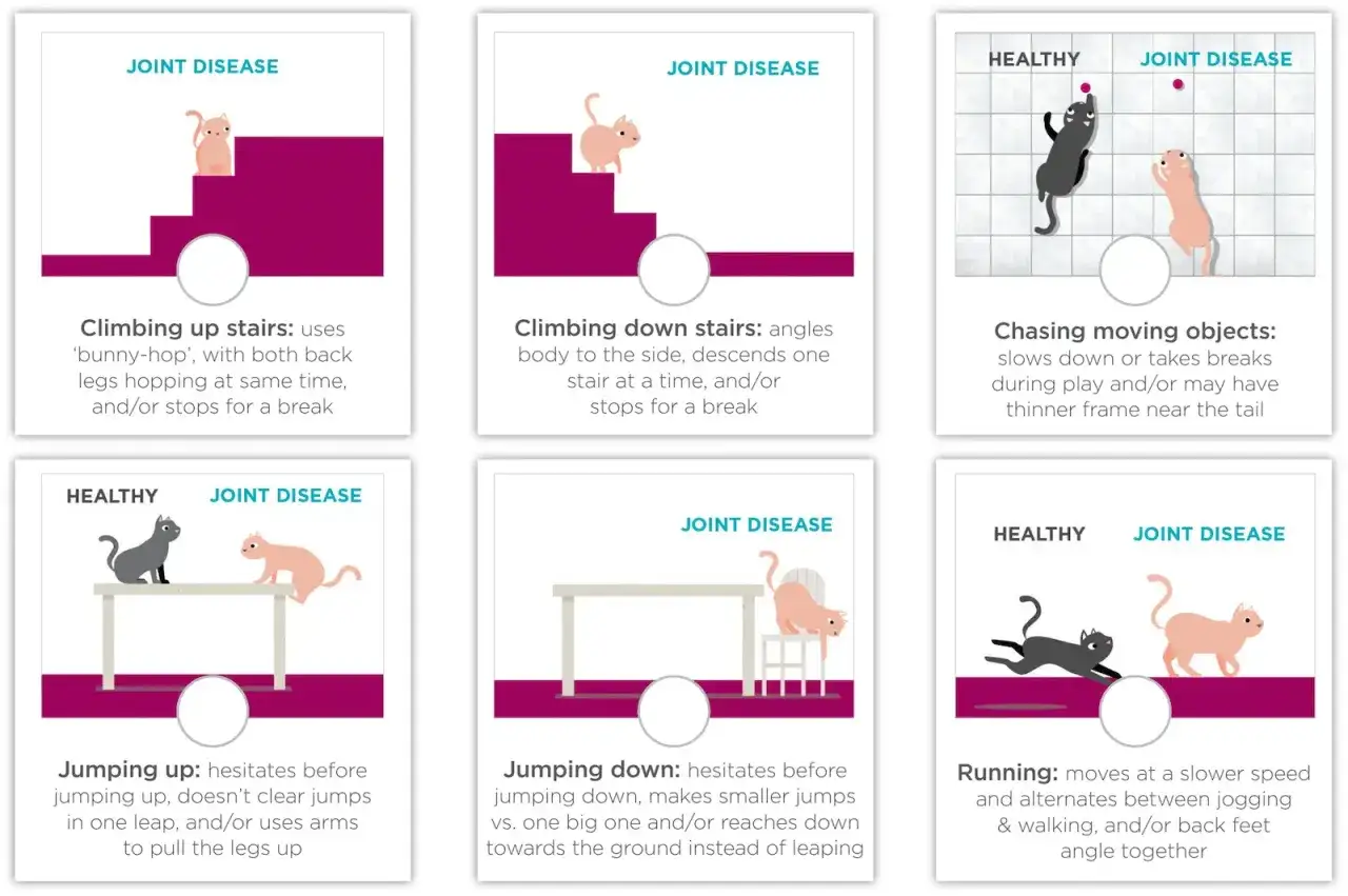 Illustrationen zeigen Katzen mit Arthrose im Gangbild: langsamer Lauf, Sprünge mit Pausen, Schwierigkeiten beim Treppensteigen.