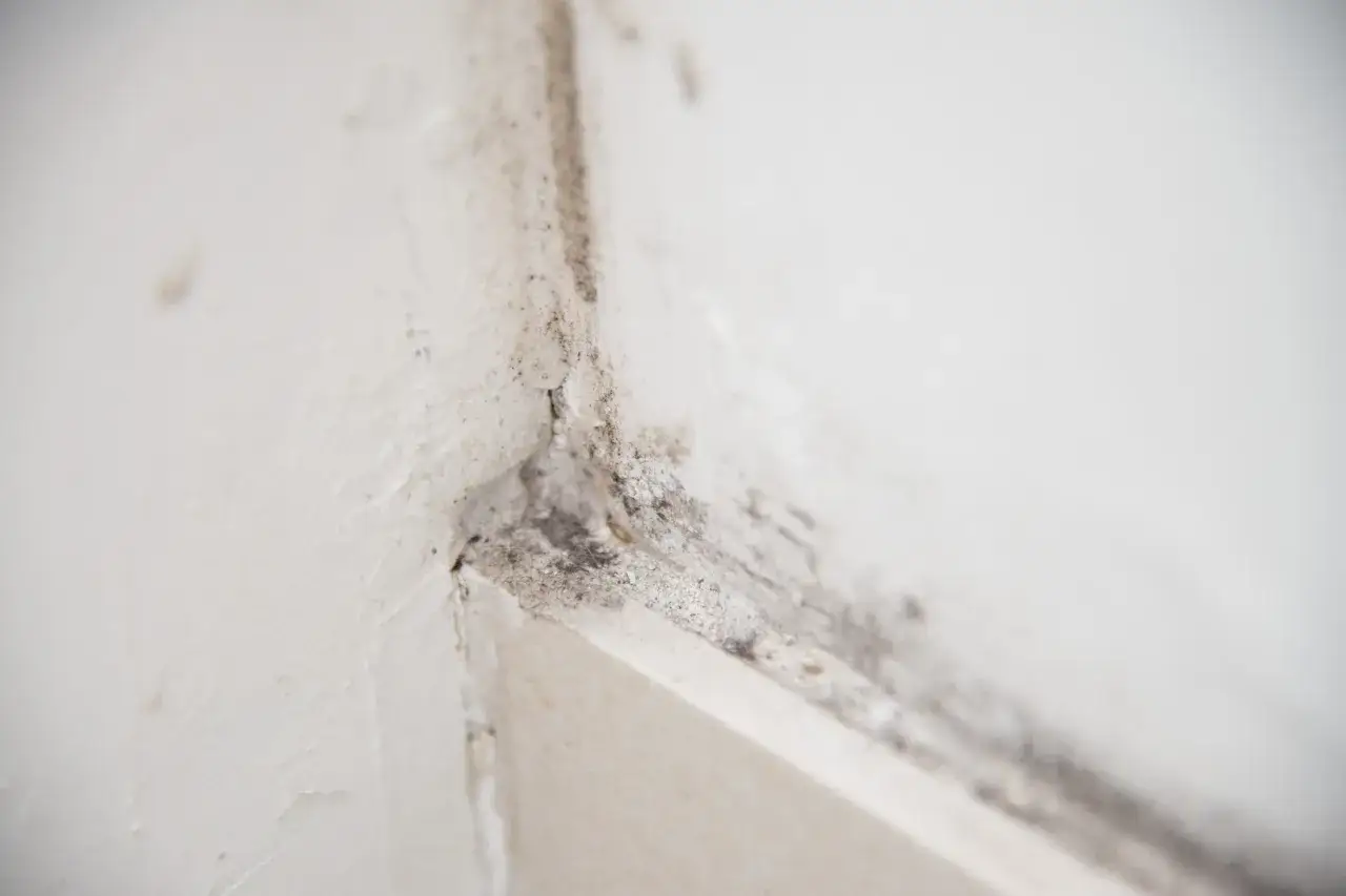 Manchas oscuras y moho en la esquina de una pared blanca, indicando la presencia de &aacute;caros en la pared.