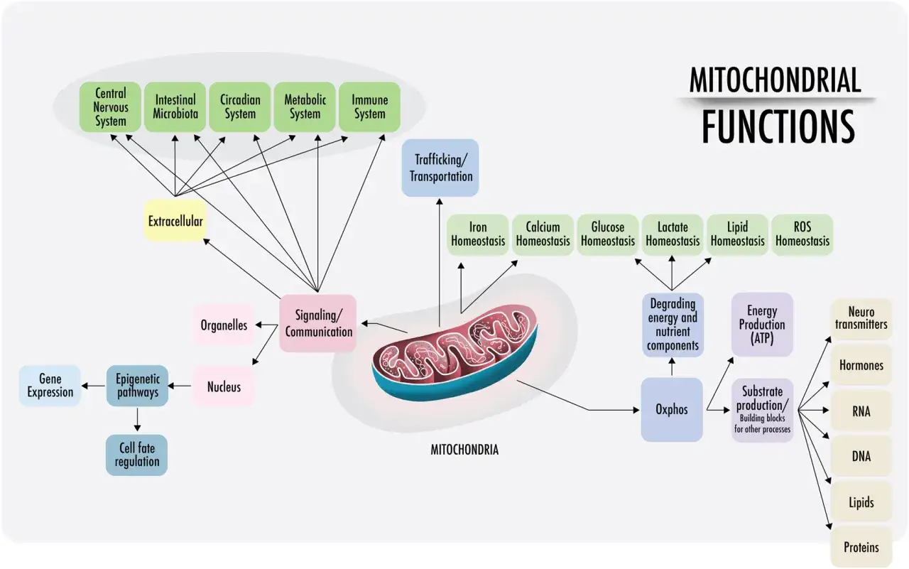 Diagrama de funciones mitocondriales: regula el metabolismo, la producción de ATP y la homeostasis de nutrientes, interactuando con sistemas corporales.
