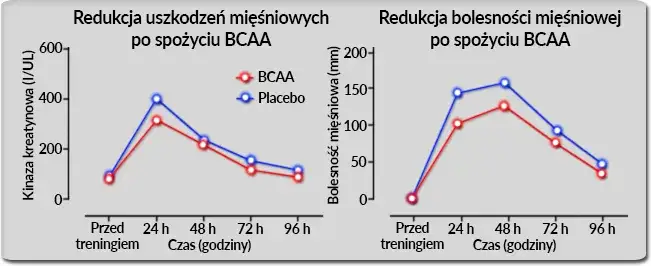suplementacja BCAA przed po w trakcie treningu infografika