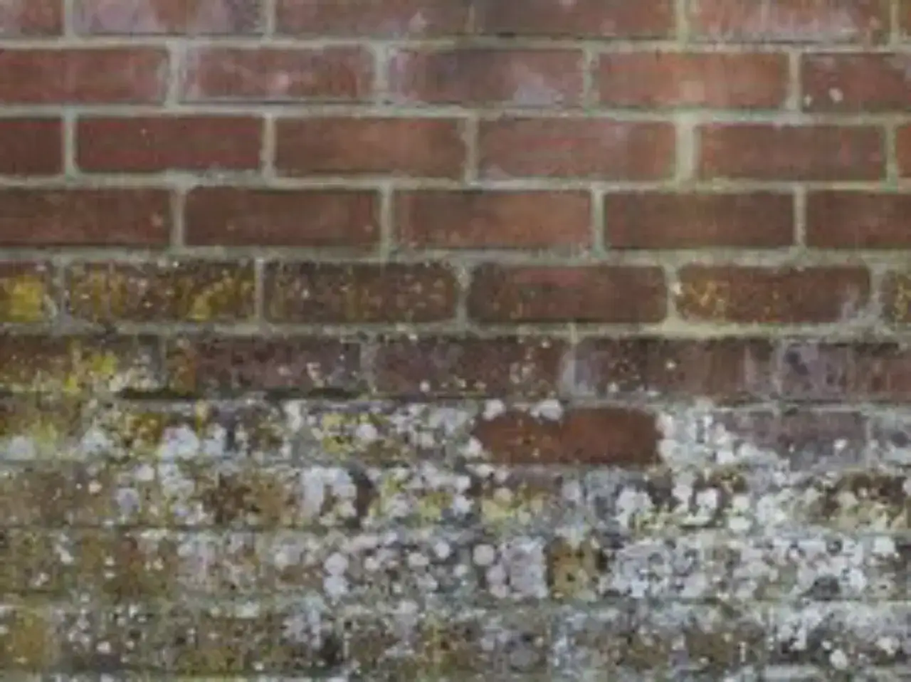 Un mur de briques rouges, dont la partie inférieure est recouverte de lichen et de salpêtre, témoignant d'un mur qui s'effrite sous l'effet du temps.