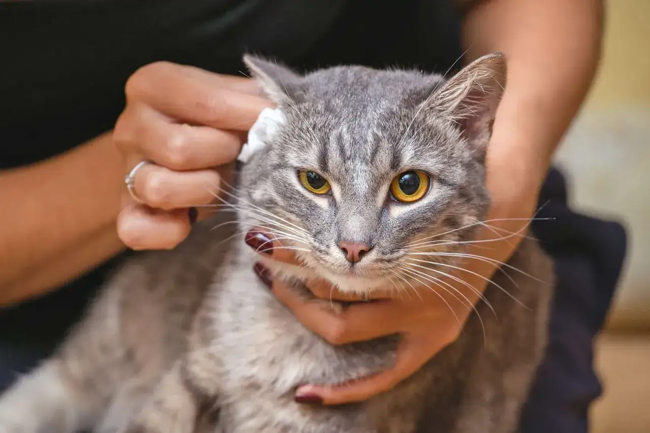 A person gently cleans a grey tabby cat's ear with a cotton swab, likely treating a cat ear infection.