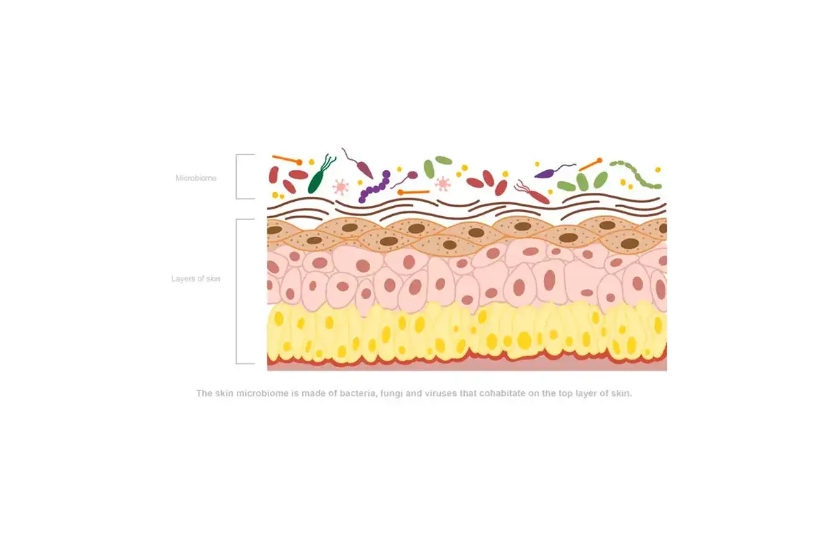 Illustration de la peau montrant ses couches et le microbiome cutan&eacute;, une communaut&eacute; de micro-organismes.