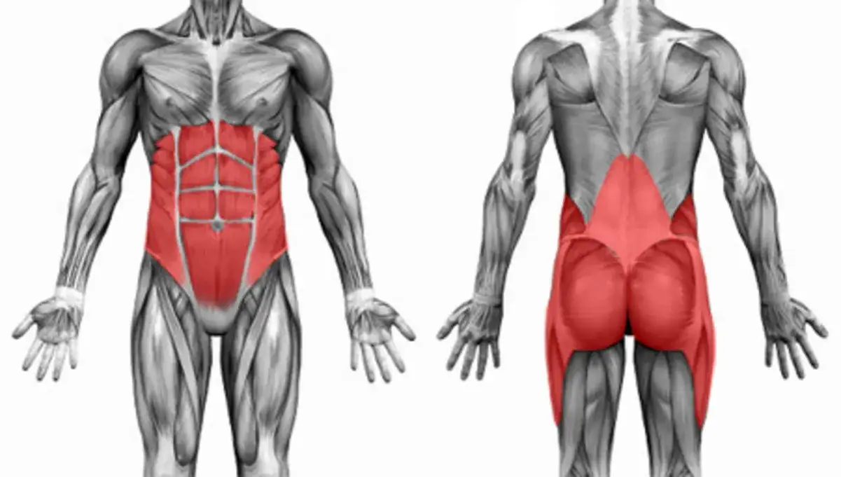 mięśnie brzucha anatomia core