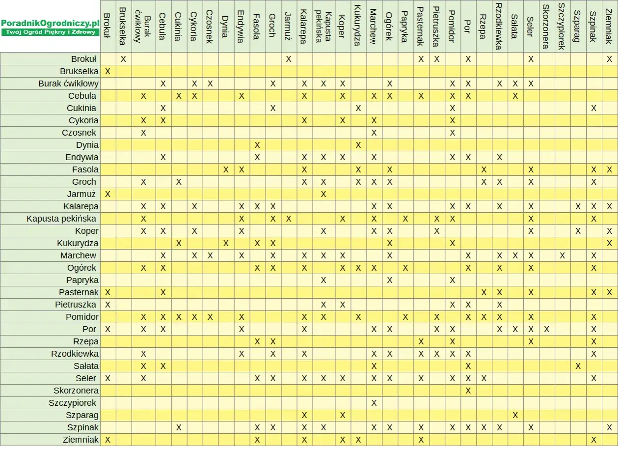 Pietruszka dobrze rośnie obok pomidora, marchwi, cebuli, pora, sałaty, szpinaku i fasoli. Unikaj sadzenia jej koło ziemniaków i kapusty.