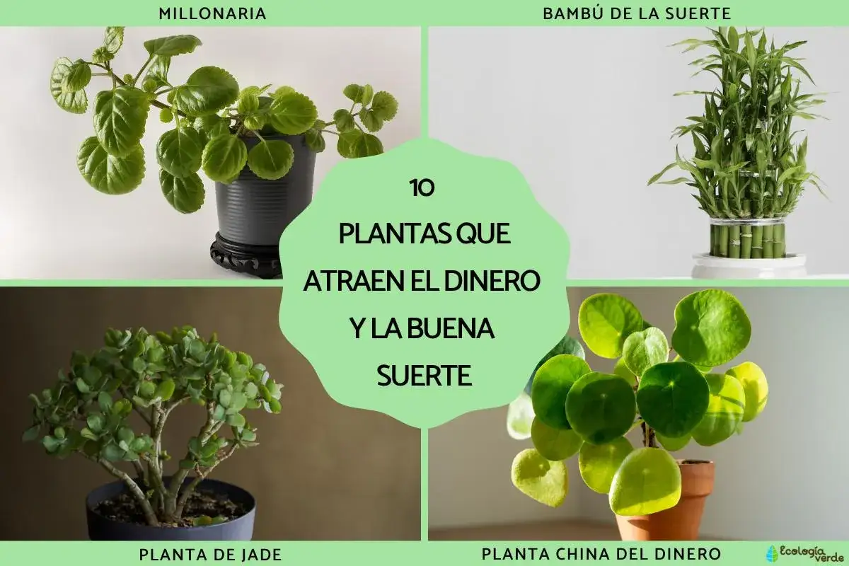 Plantas de la suerte: millonaria, bambú, planta de jade y planta china del dinero.
