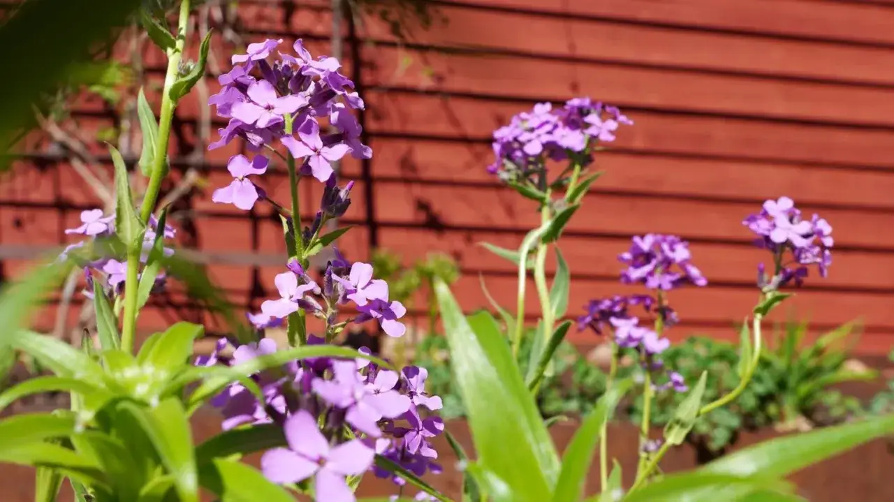Vackra lila perenner blommar i solljus framf&ouml;r en r&ouml;d tr&auml;v&auml;gg.