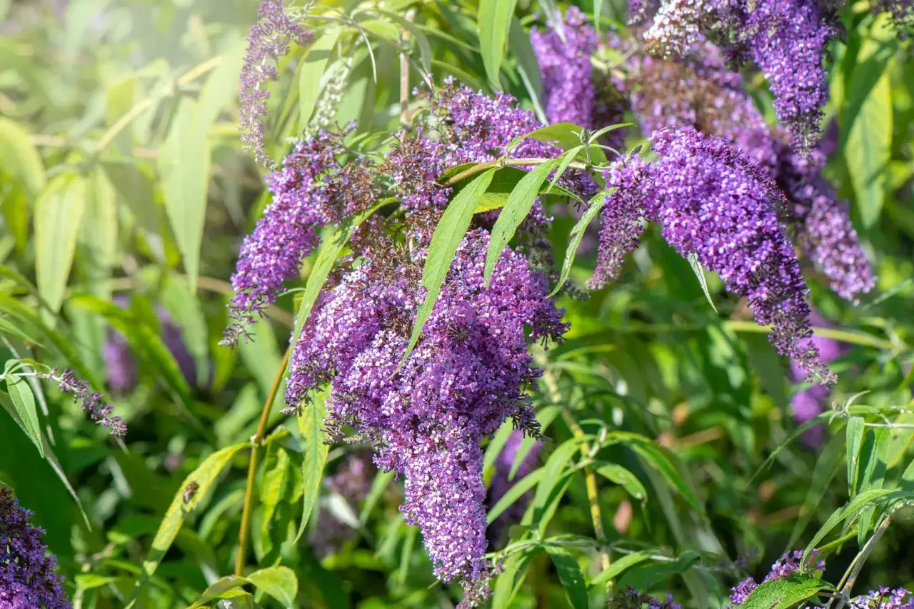 Grappes de fleurs lilas parfumées, idéales pour savoir quand tailler les arbustes à fleurs. Un papillon butine.
