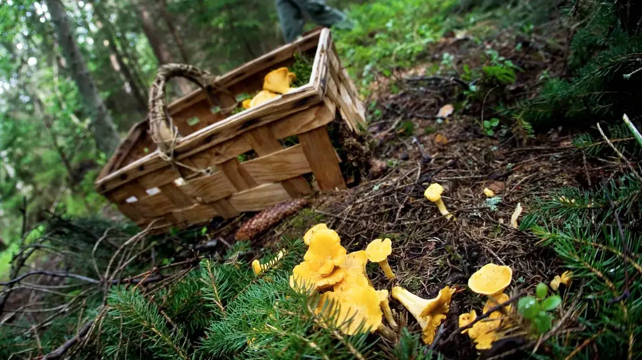 En korg med kantareller i skogen. Det är en härlig dag att plocka svamp.