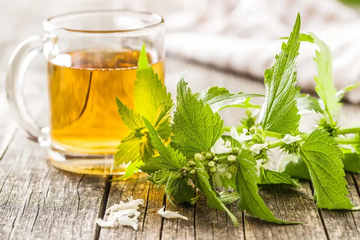 Glas mit goldenem Brennnesseltee, daneben frische Brennnesselzweige mit Blüten. Perfekt, um Brennnesseltee selber zu machen.