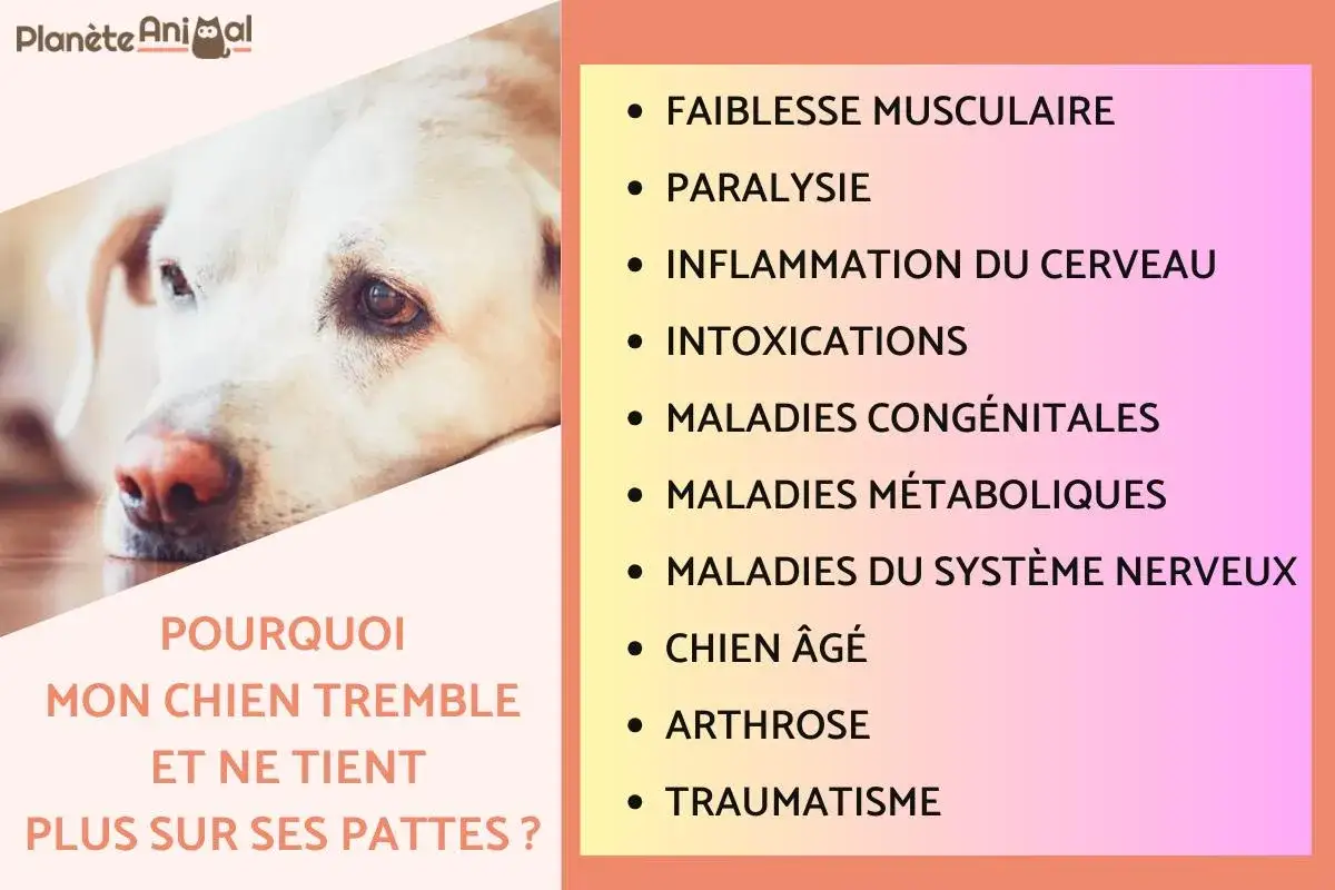Un chien inquiet, avec une liste de raisons possibles pour lesquelles mon chien tremble sans raison : faiblesse, paralysie, inflammation, intoxications, maladies, âge, arthrose, traumatisme.