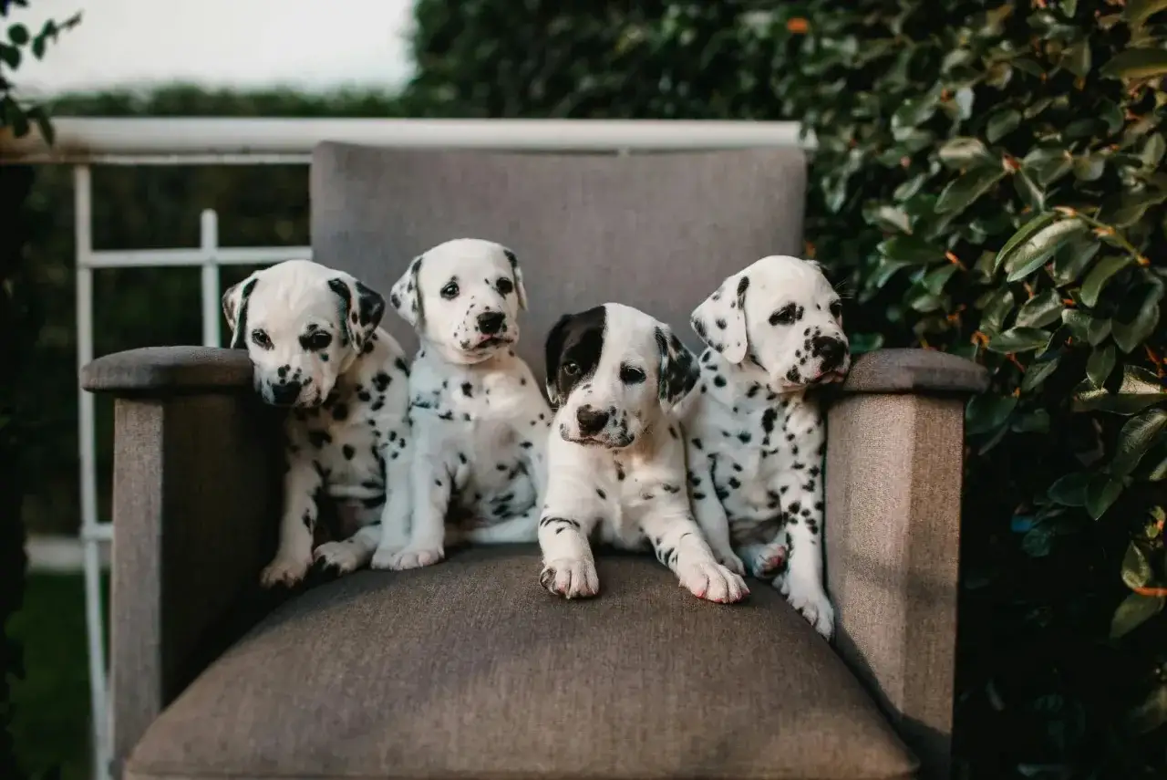 Quatre adorables chiots dalmatiens, tachet&eacute;s de noir, sont assis sur un fauteuil gris, entour&eacute;s de verdure.