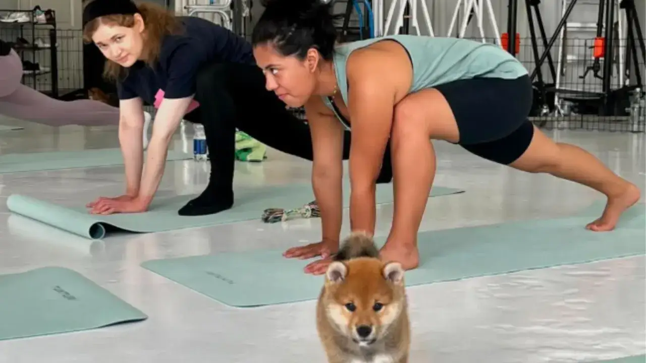 Clase de yoga con perros. Un cachorro Shiba Inu se acerca a dos mujeres practicando posturas de yoga en esterillas.